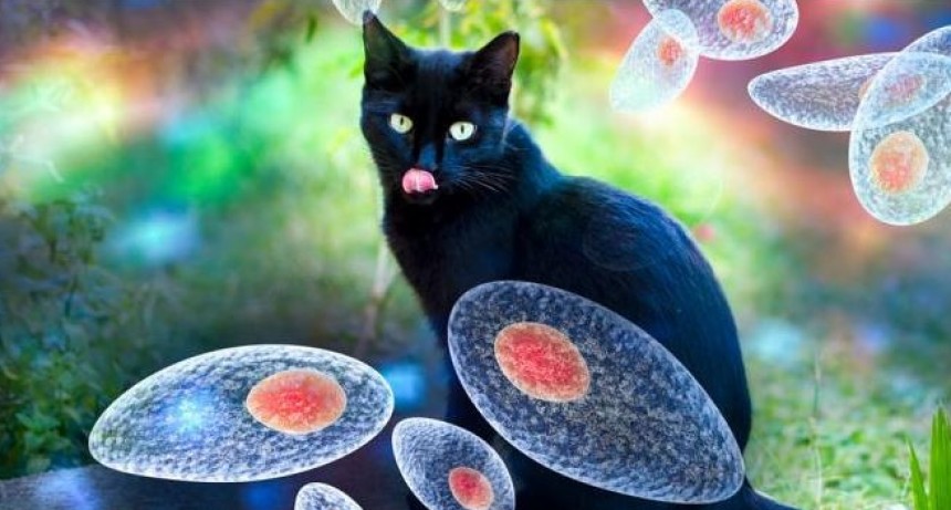 Laboratorios de toda la provincia se capacitaron para un mejor diagn&oacute;stico de la toxoplasmosis