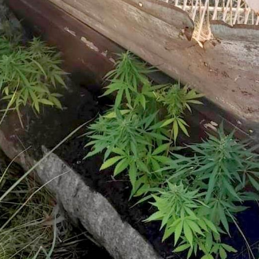 La Policía verificó un llamado al 911 y encontró 48 plantines de marihuana