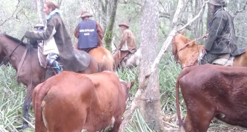 UEAR Loma Monte Lindo recuperó 14 animales vacunos y esclareció un caso de abigeato calificado