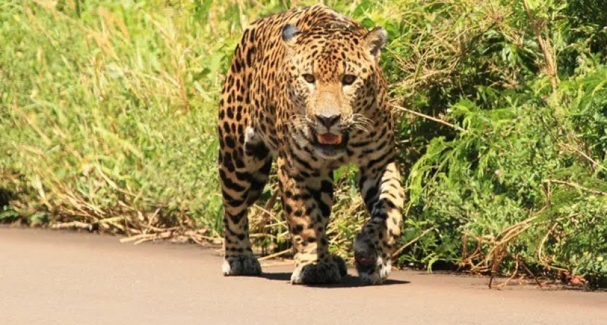 La Fiscalía de Estado de la Provincia se opone a la reducción de la caución en la causa del Yaguareté