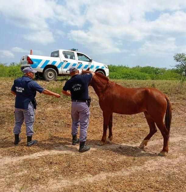 Retiraron animales sueltos que ponían en riesgo el tránsito sobre la Ruta Nacional 81