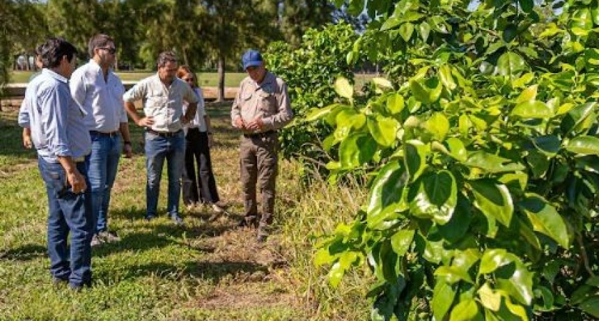 Formosa recuperó su estatus como área libre de HLB en cítricos