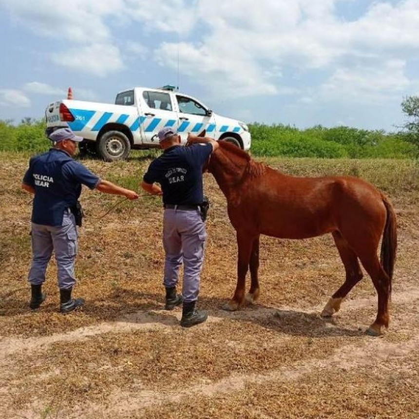 Retiraron animales sueltos que pon&iacute;an en riesgo el tr&aacute;nsito sobre la Ruta Nacional 81