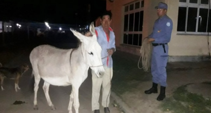 La Polic&iacute;a retir&oacute; animales en ruta para prevenir siniestros viales