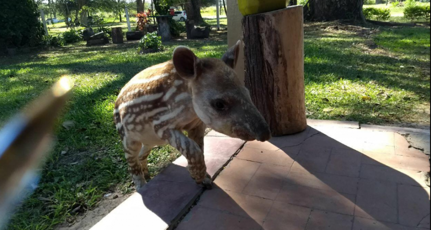 Valioso trabajo de rescate y recuperaci&oacute;n de animales silvestres en Guaycolec