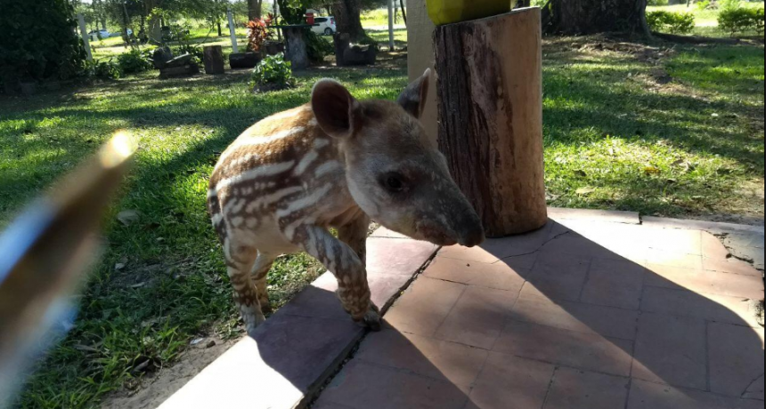 Valioso trabajo de rescate y recuperaci&oacute;n de animales silvestres en Guaycolec