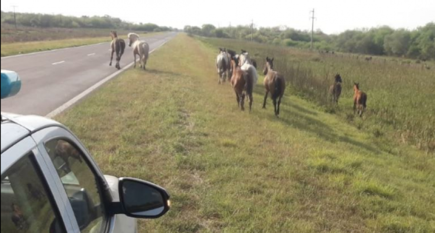 La Polic&iacute;a retira animales sueltos de las rutas y sus inmediaciones