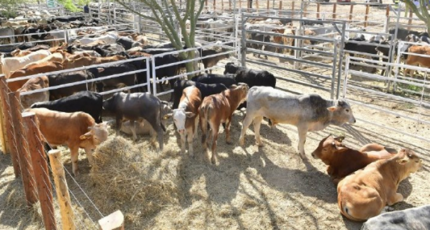 El Chorro: Remate de invernada de productores paipperos se realizar&aacute; el pr&oacute;ximo martes 25