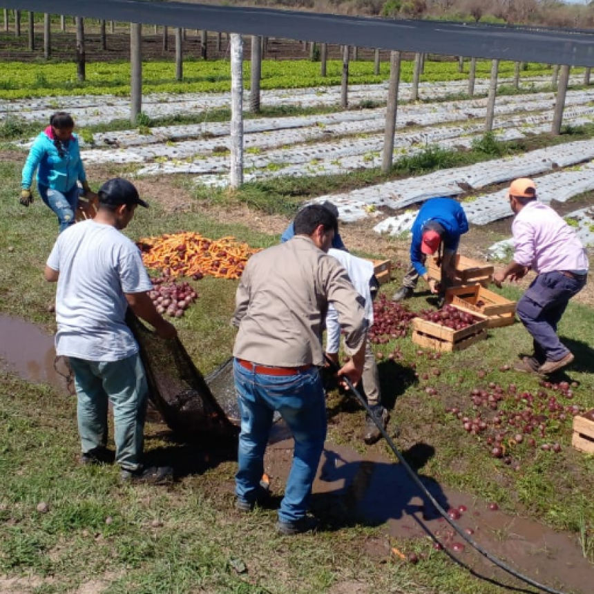 El proyecto socio productivo de Moj&oacute;n de Fierro aporta remolachas y zanahorias al Plan Nutrir
