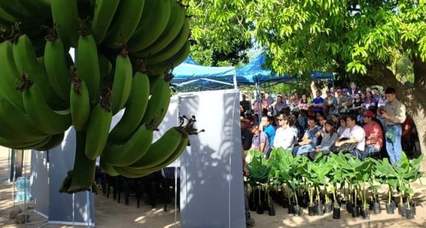 Fortalecen la producción bananera y se proyectan obras estratégicas para el sector