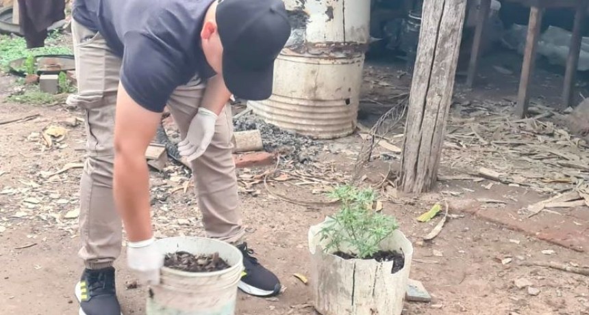 Allanan una vivienda y secuestran 16 plantines de marihuana