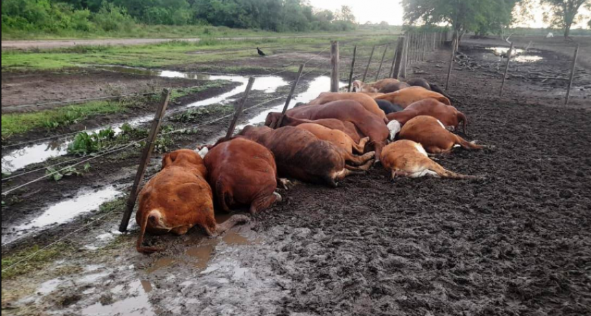 El Alba: Producto de la ca&iacute;da de un rayo, murieron unos 65 animales vacunos