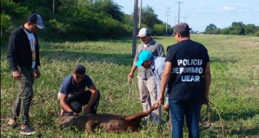 Acent&uacute;an controles sobre ruta para evitar la presencia de animales sueltos