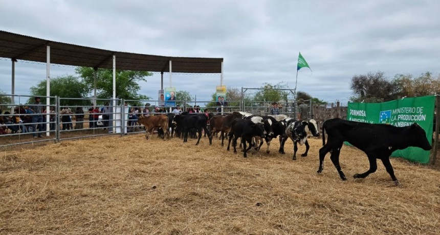 Exitosa feria ganadera de invernada bovina en Ingeniero Juárez