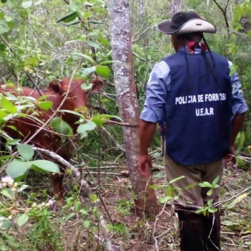 La UEAR recuper&oacute; dos animales vacunos