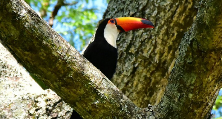 Se habilitó la temporada de verano en Guaycolec