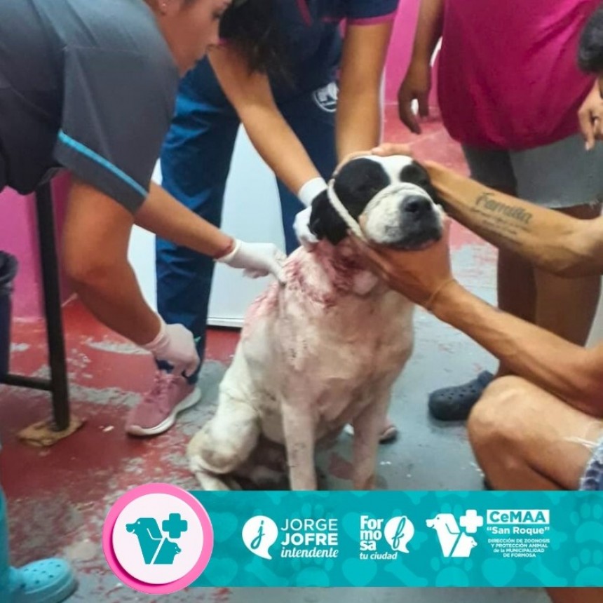  El CeMAA asisti&oacute; a un animal herido en el B&deg; 12 de Octubre