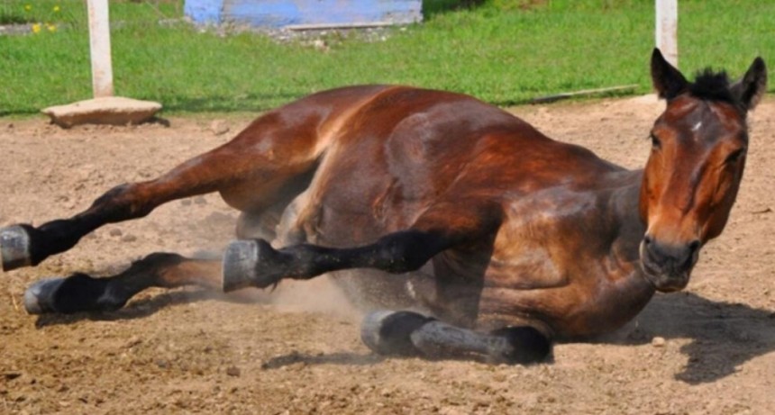 Encefalomielitis equina: Se analizan muestras de casos sospechosos
