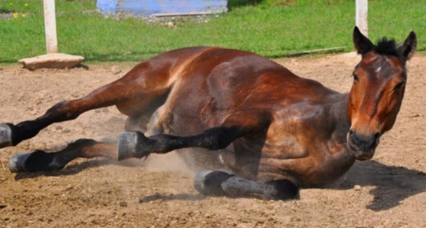 COPROSA confirm&oacute; el primer caso positivo de encefalomielitis equina