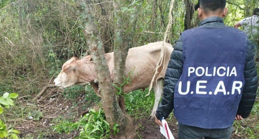 Recuperaron dos animales y detuvieron a un abigeo