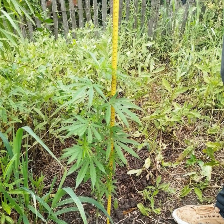 La Policía esclareció un robo y secuestró plantas de marihuana en tres allanamiento