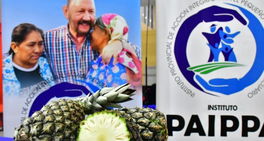 Llegaron los ananás de pequeños productores a las ferias PAIPPA