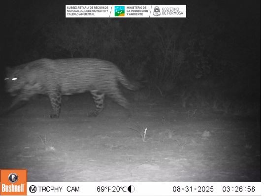 Se registró un yaguareté en la provincia de Formosa