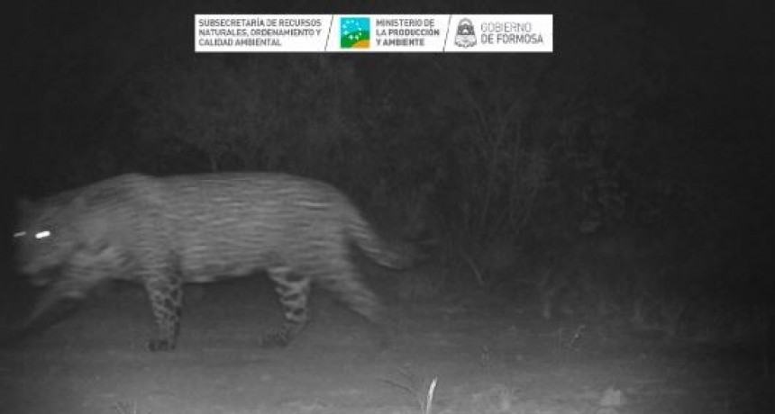 Se registr&oacute; un yaguaret&eacute; en la provincia de Formosa